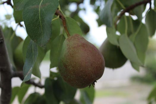 Pears on a branch of a pear tree in garden.