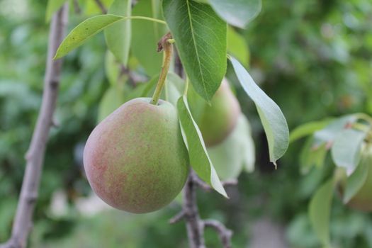 Pears on a branch of a pear tree in garden.