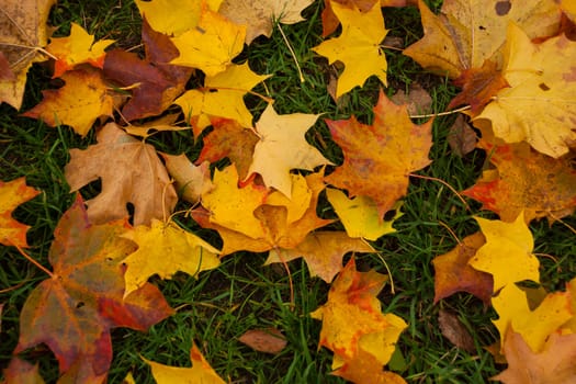Colorful autumn leaves, maple leaves in autumn