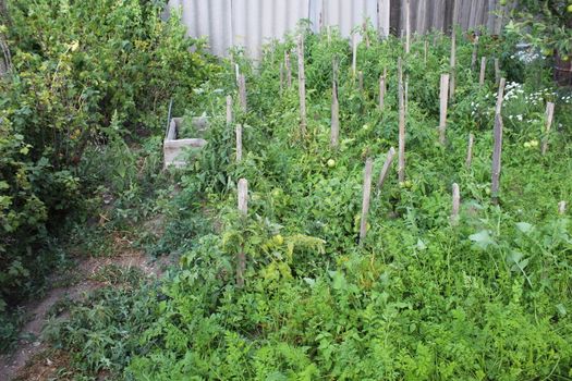 Unripe tomatoes growing on a tomato plants.