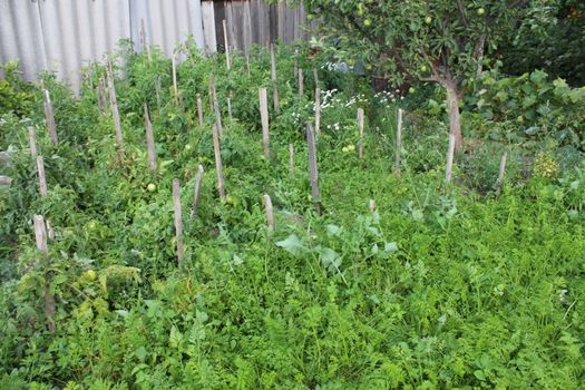 Unripe tomatoes growing on a tomato plants.