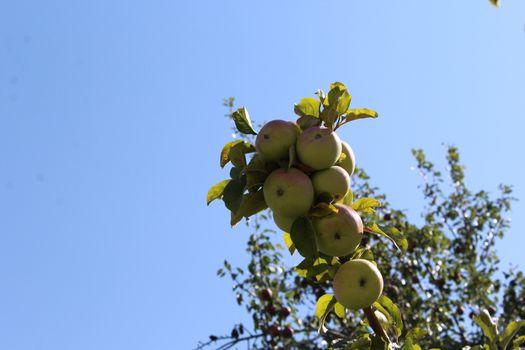 Green apples on a tree.