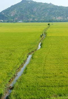 Vietnam countryside landscape with vast rice field, yellow ripe paddy plantation, Mekong Delta is big granary for export, beautiful scene at agriculture farm