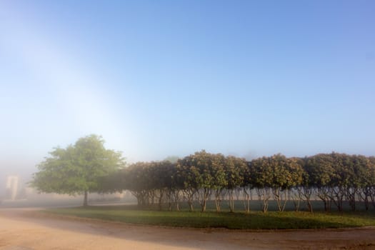 Early morning mist in a rulral setting, with clear skies and trees in the background.