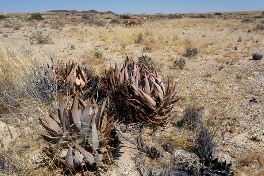 flowering wild aloe (aloe asperifolia) in the Namibia Erongo desert