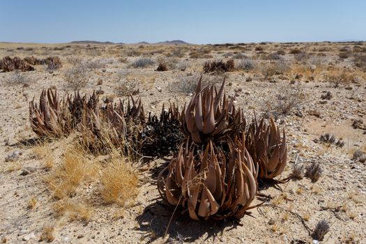 flowering wild aloe (aloe asperifolia) in the Namibia Erongo desert