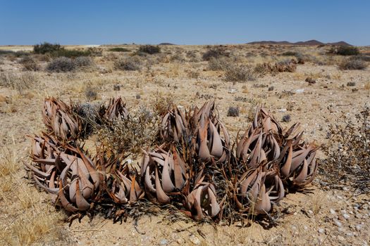 flowering wild aloe (aloe asperifolia) in the Namibia Erongo desert