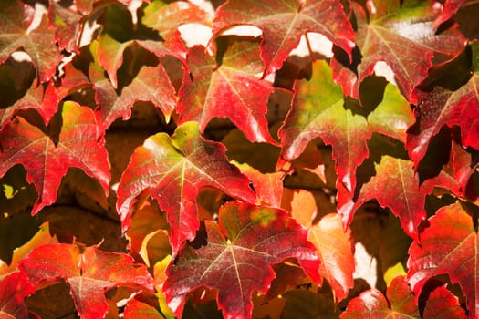 Autumn background with yellow and red leaves for backdrop