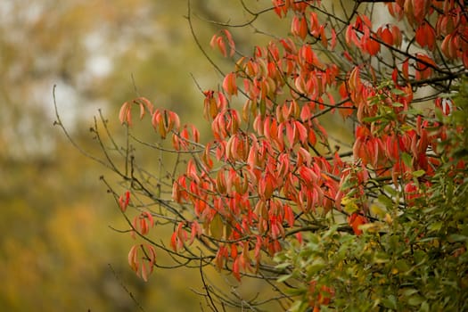 Autumn background with yellow and red leaves for backdrop