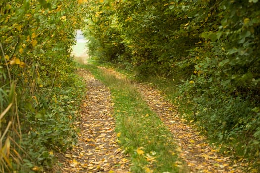 Country road through rich deciduous forest in overcast weather, autumn scene