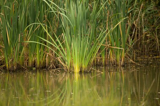 green reeds at the pond in autumn typical overcast weather