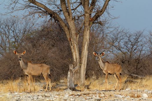 herd of Kudu on way to waterhole, Etosha national Park, Ombika, Kunene, Namibia. True wildlife photography