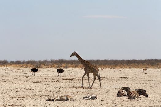 Giraffa camelopardalis on waterhole in Etosha national Park, Ombika, Kunene, Namibia