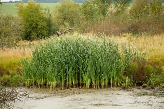 green reeds at the pond in autumn typical overcast weather
