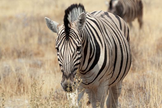 Zebra portrait. Burchell's zebra, Equus quagga burchellii. Etosha national Park, Ombika, Kunene, Namibia. True wildlife photography