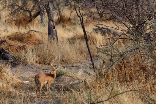 small Steenbok in african bush, Etosha National Park, Namibia