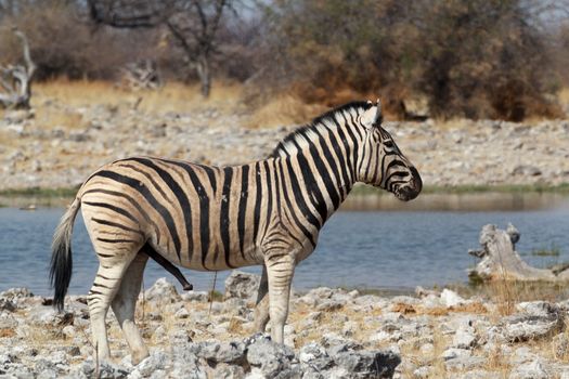 Zebra in african bush. Etosha national Park, Ombika, Kunene, Namibia. True wildlife photography