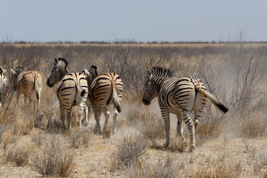Zebra in african bush. Etosha national Park, Ombika, Kunene, Namibia. True wildlife photography