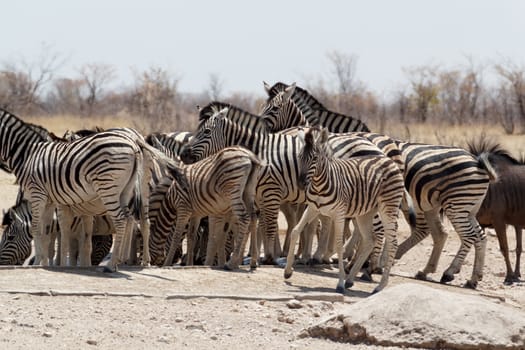 Zebra in african bush. Etosha national Park, Ombika, Kunene, Namibia. True wildlife photography