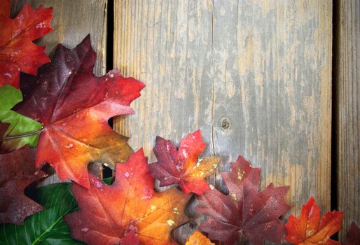 Autumn leaves on a wooden backdrop