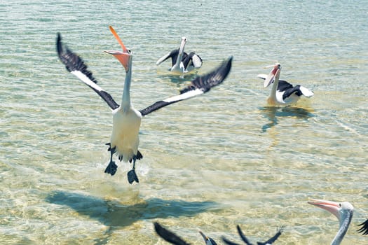 Pelicans feeding in the water during the day at Tangalooma Island in Queensland on the west side of Moreton Island.