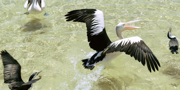 Pelicans feeding in the water during the day at Tangalooma Island in Queensland on the west side of Moreton Island.