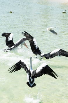 Pelicans feeding in the water during the day at Tangalooma Island in Queensland on the west side of Moreton Island.