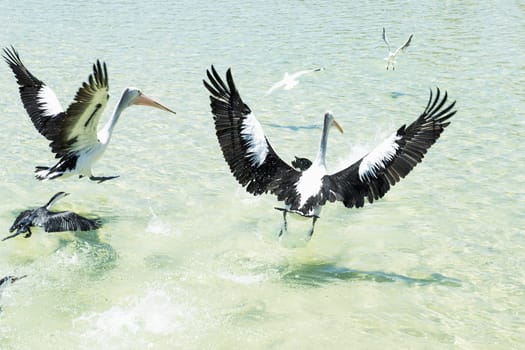 Pelicans feeding in the water during the day at Tangalooma Island in Queensland on the west side of Moreton Island.