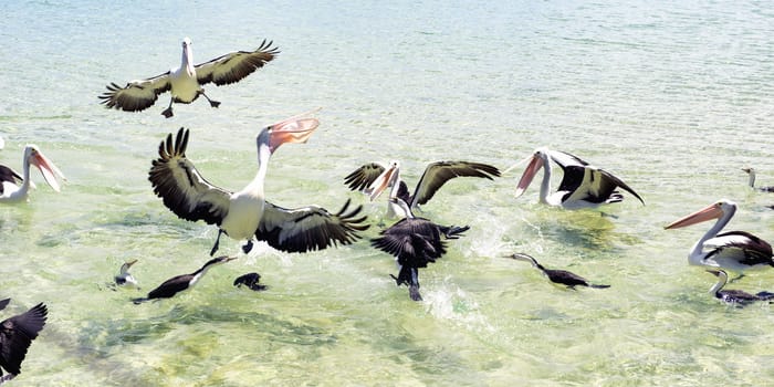 Pelicans feeding in the water during the day at Tangalooma Island in Queensland on the west side of Moreton Island.