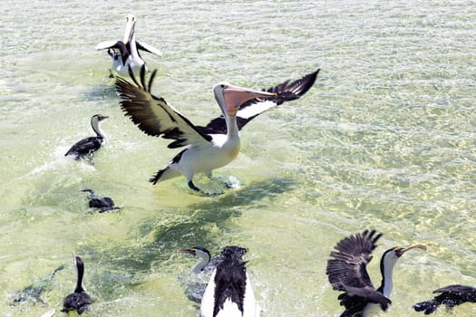 Pelicans feeding in the water during the day at Tangalooma Island in Queensland on the west side of Moreton Island.