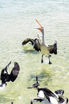 Pelicans feeding in the water during the day at Tangalooma Island in Queensland on the west side of Moreton Island.