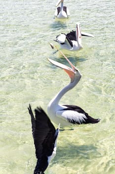 Pelicans feeding in the water during the day at Tangalooma Island in Queensland on the west side of Moreton Island.