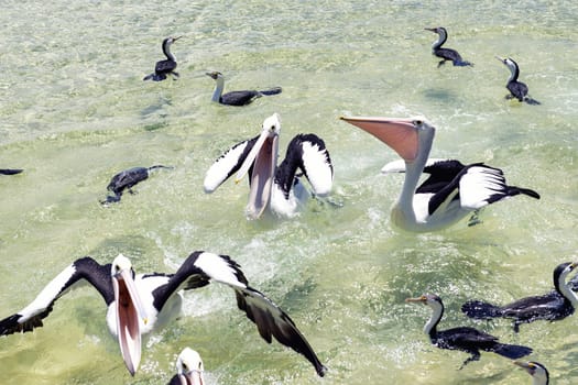 Pelicans feeding in the water during the day at Tangalooma Island in Queensland on the west side of Moreton Island.