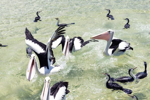 Pelicans feeding in the water during the day at Tangalooma Island in Queensland on the west side of Moreton Island.