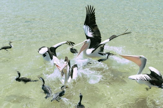 Pelicans feeding in the water during the day at Tangalooma Island in Queensland on the west side of Moreton Island.