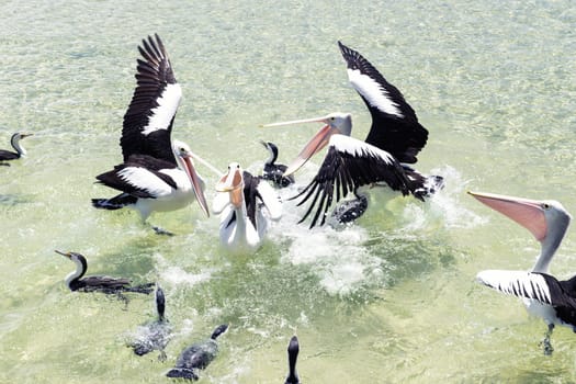 Pelicans feeding in the water during the day at Tangalooma Island in Queensland on the west side of Moreton Island.