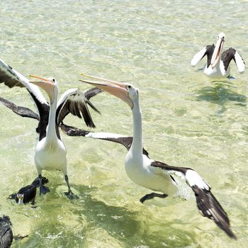 Pelicans feeding in the water during the day at Tangalooma Island in Queensland on the west side of Moreton Island.