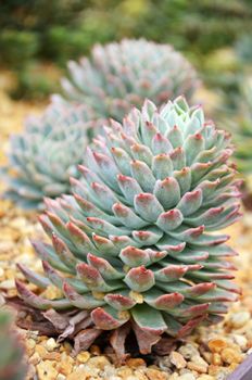 Cactus are succulent plants that can survive long periods of time without water in drought and arid habitats
