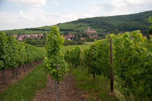 Hiking in Alsace with vinewyard views in France vacation