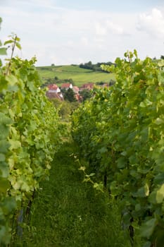 Hiking in Alsace with vinewyard views in France vacation