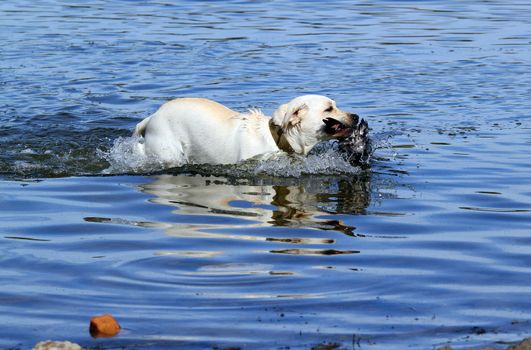 a yellow Labrador retriever retrieving a duck