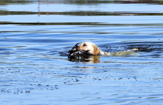 the young yellow Labrador retriever retrieving a duck in the pond