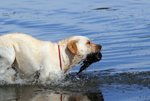 young yellow Labrador retriever retrieving a duck in the pond