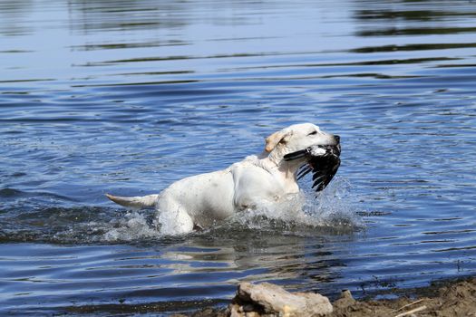a nice young yellow Labrador retriever retrieving a duck in the pond