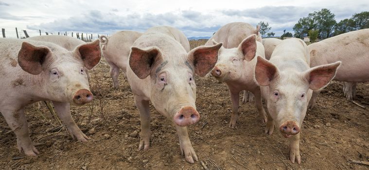 Panoramic view of pigs outdoors in autumn