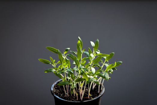 Tomato seedlings grown indoor