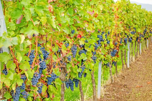 Vine with ripe grapes in vineyard before harvest