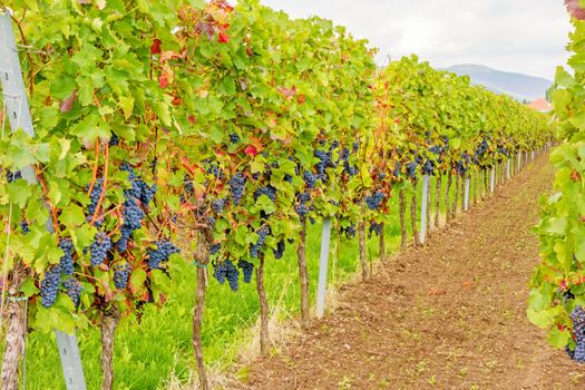 Vine with ripe grapes in vineyard before harvest