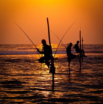 Silhouettes of the traditional stilt fishermen at the sunset near Galle in Sri Lanka
