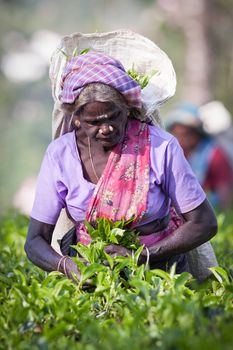 MASKELIYA, SRI LANKA - JANUARY 4 : Female tea picker in tea plantation in Maskeliya, January 4, 2015. Directly and indirectly, over one million Sri Lankans are employed in the tea industry.